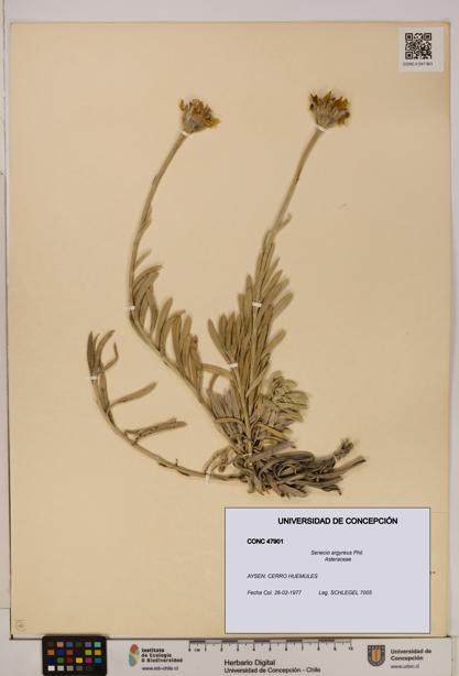 Senecio argyreus [Espécimen: UDEC:CONC:0047901]