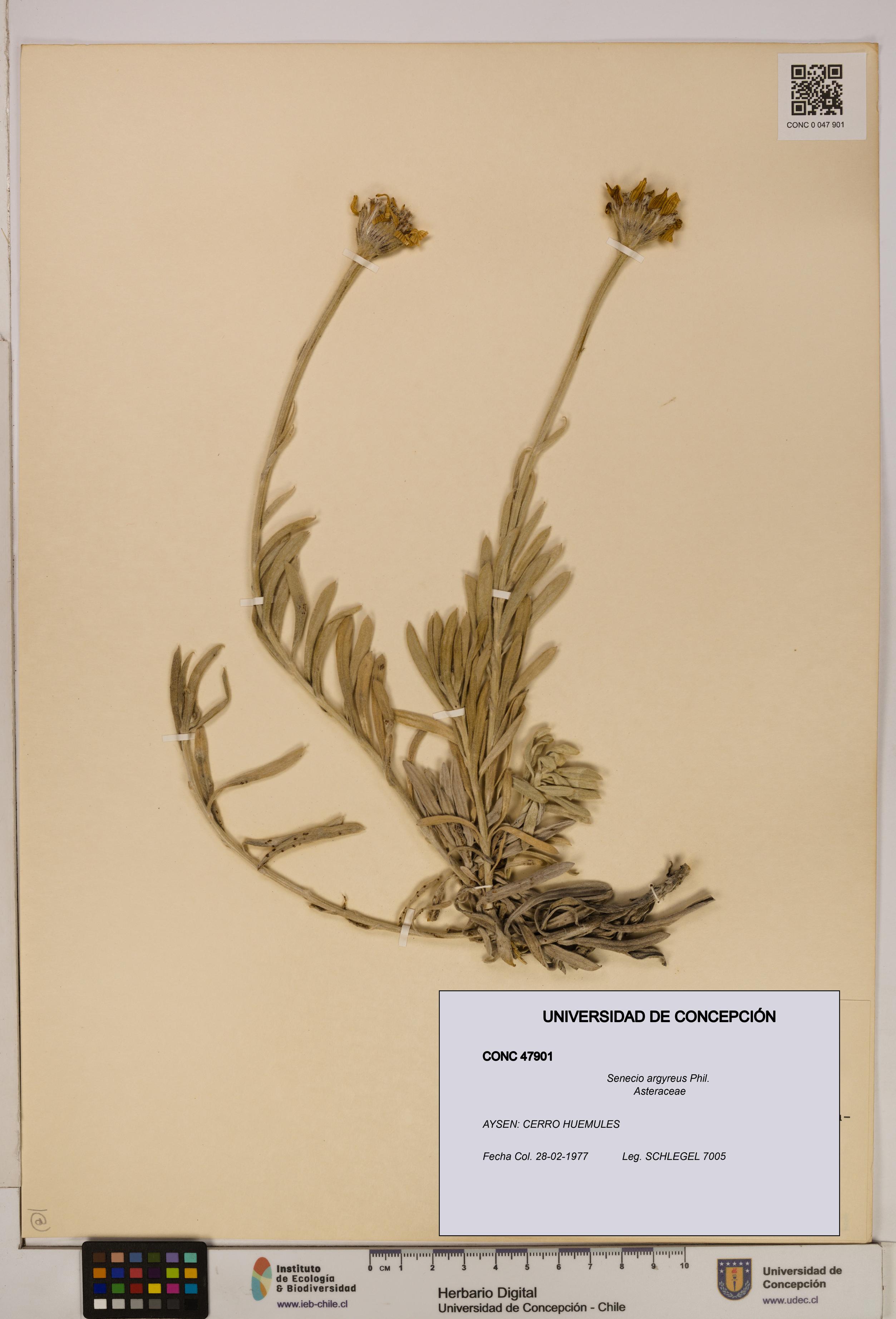 Senecio argyreus [Espécimen: UDEC:CONC:0047901]
