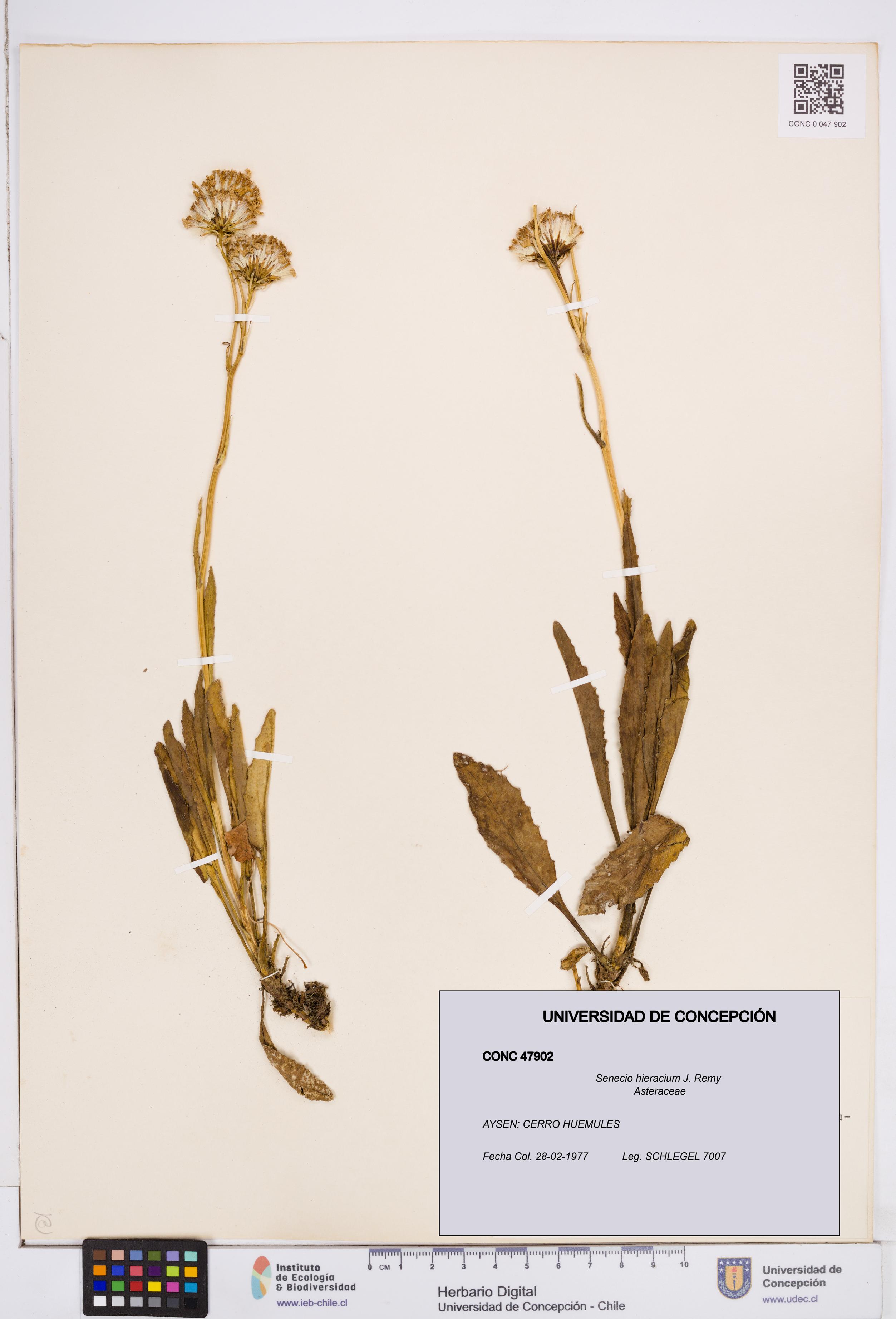 Senecio hieracium [Espécimen: ]
