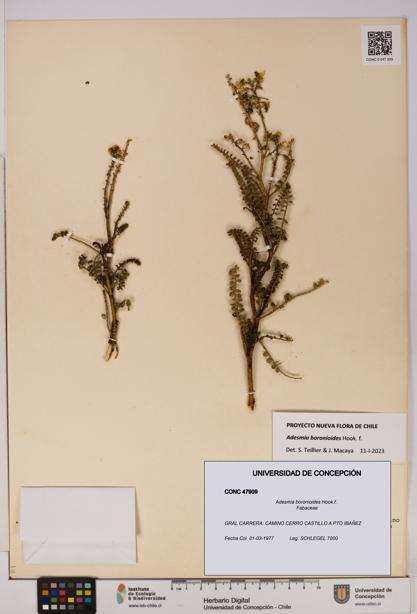 Adesmia boronioides [Espécimen: UDEC:CONC:0047909]