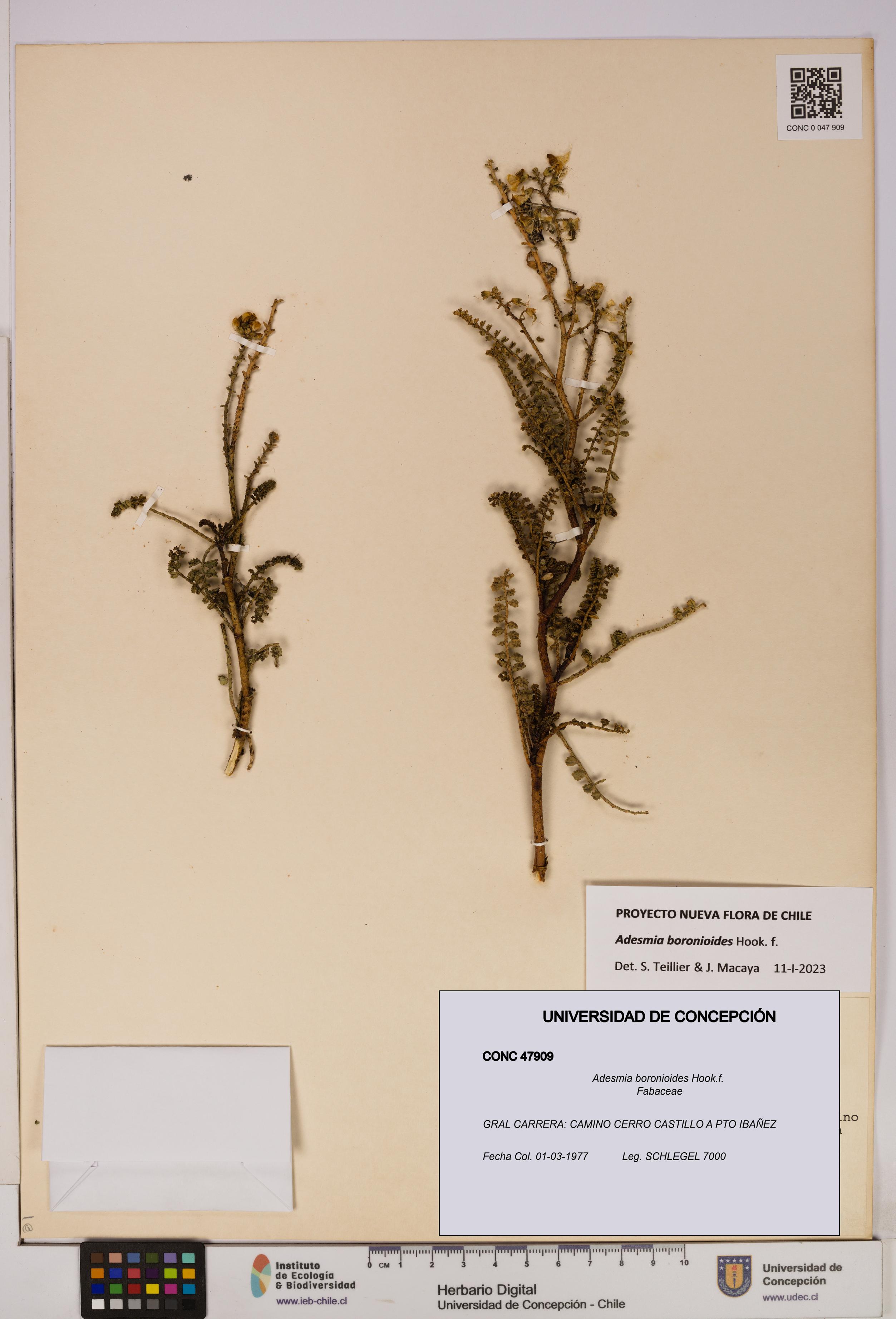 Adesmia boronioides [Espécimen: UDEC:CONC:0047909]
