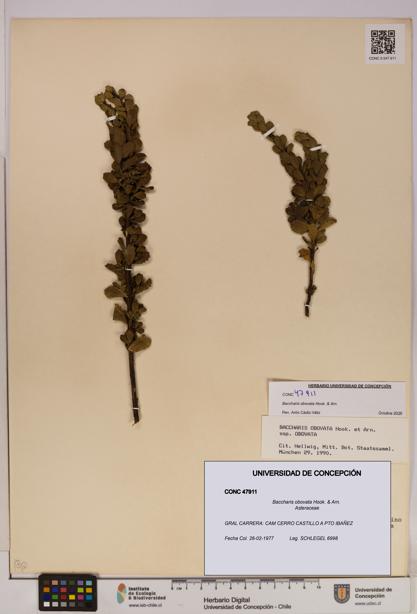 Baccharis obovata [Espécimen: UDEC:CONC:0047911]