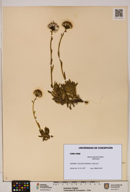 Senecio bipontinii [Espécimen: UDEC:CONC:0047920]