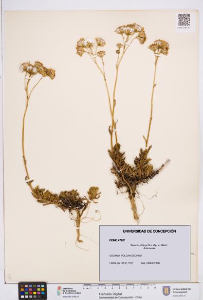 Senecio philippii [Espécimen: ]