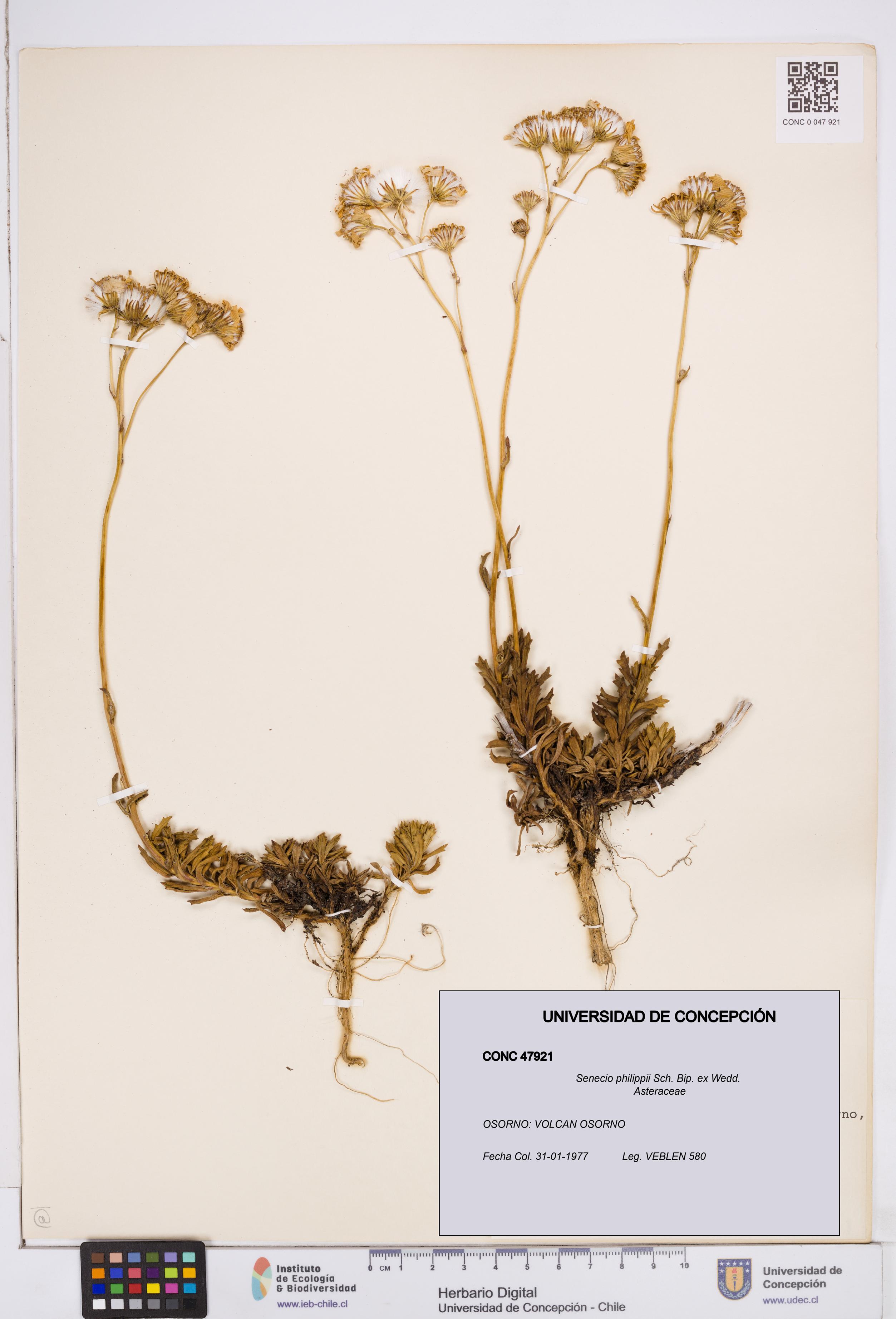 Senecio philippii [Espécimen: ]