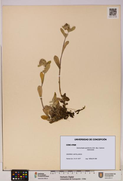 Gamochaeta spiciformis [Espécimen: UDEC:CONC:0047928]