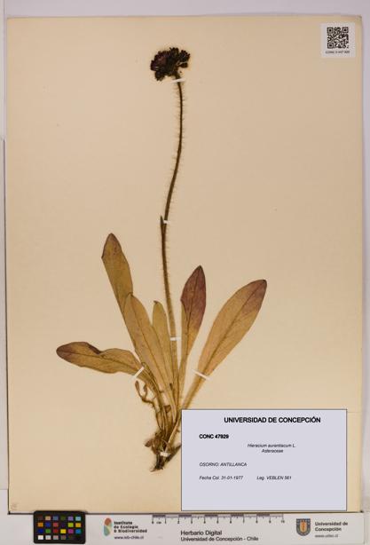 Hieracium aurantiacum [Espécimen: UDEC:CONC:0047929]