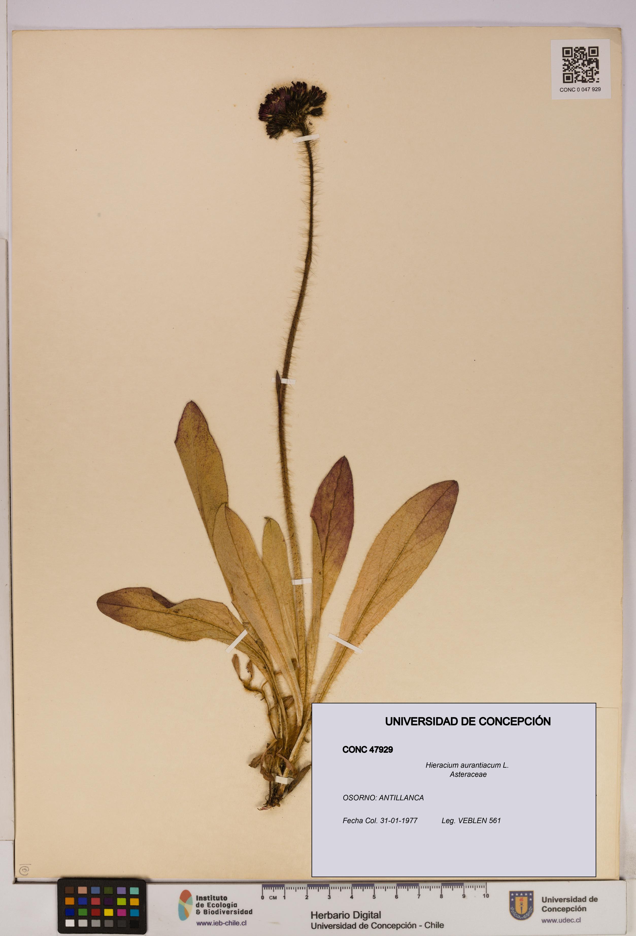 Hieracium aurantiacum [Espécimen: UDEC:CONC:0047929]