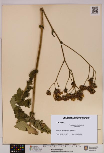 Perezia prenanthoides [Espécimen: UDEC:CONC:0047932]