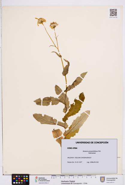Senecio prenanthifolius [Espécimen: ]