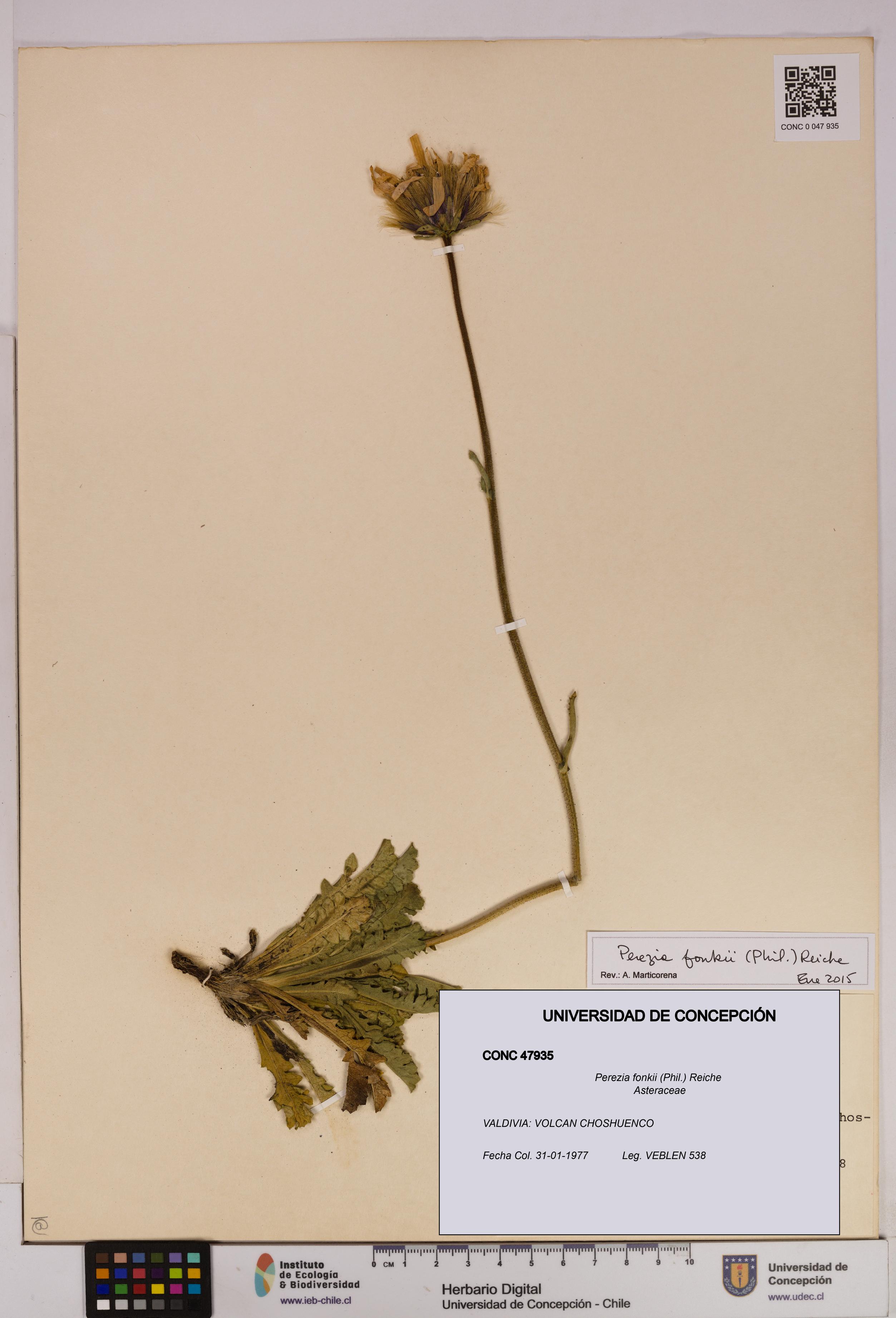 Perezia fonkii [Espécimen: UDEC:CONC:0047935]