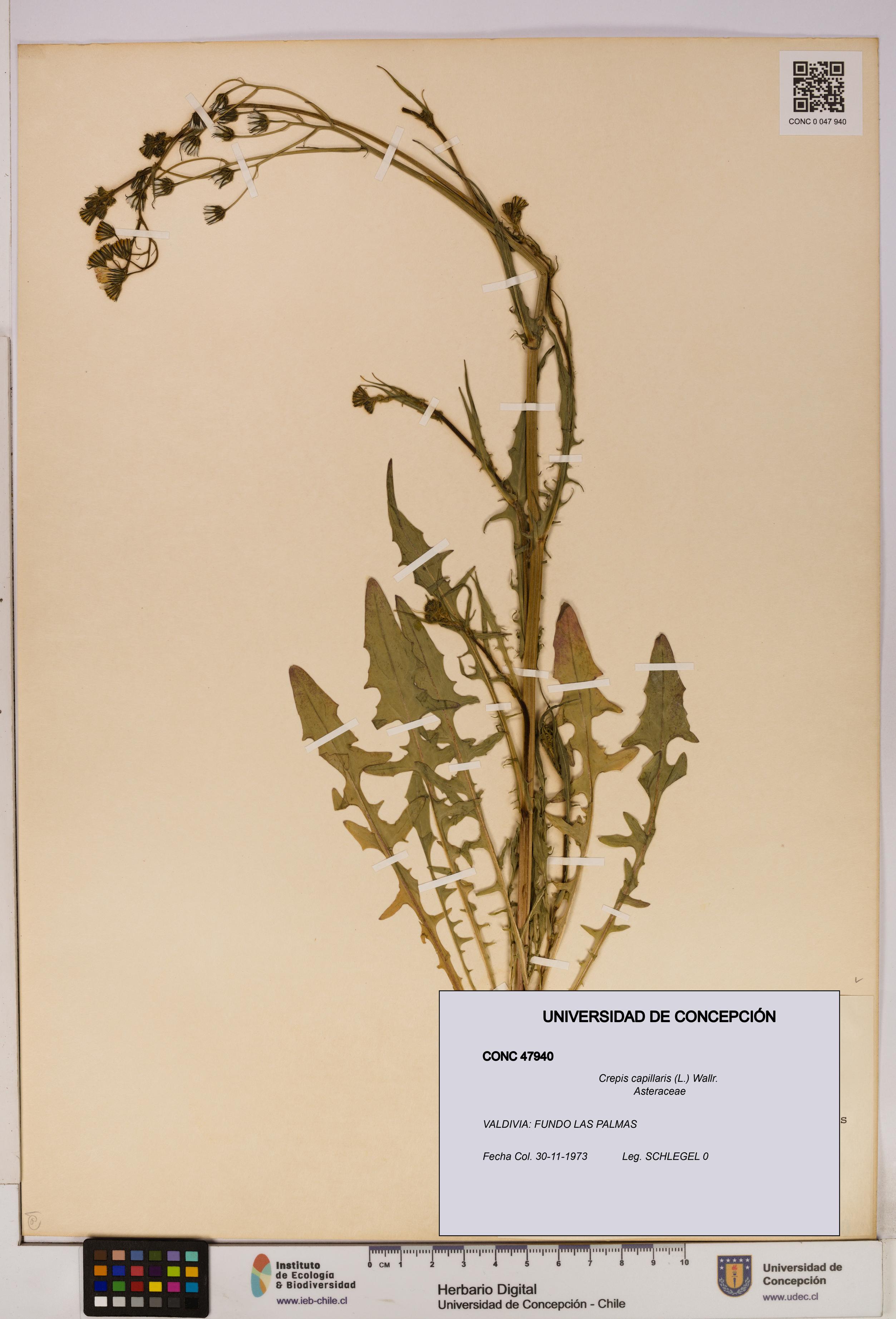 Crepis capillaris [Espécimen: UDEC:CONC:0047940]