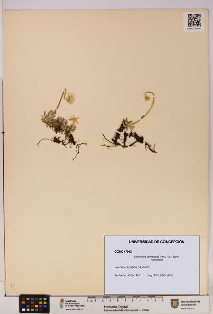 Chevreulia sarmentosa [Espécimen: UDEC:CONC:0047942]