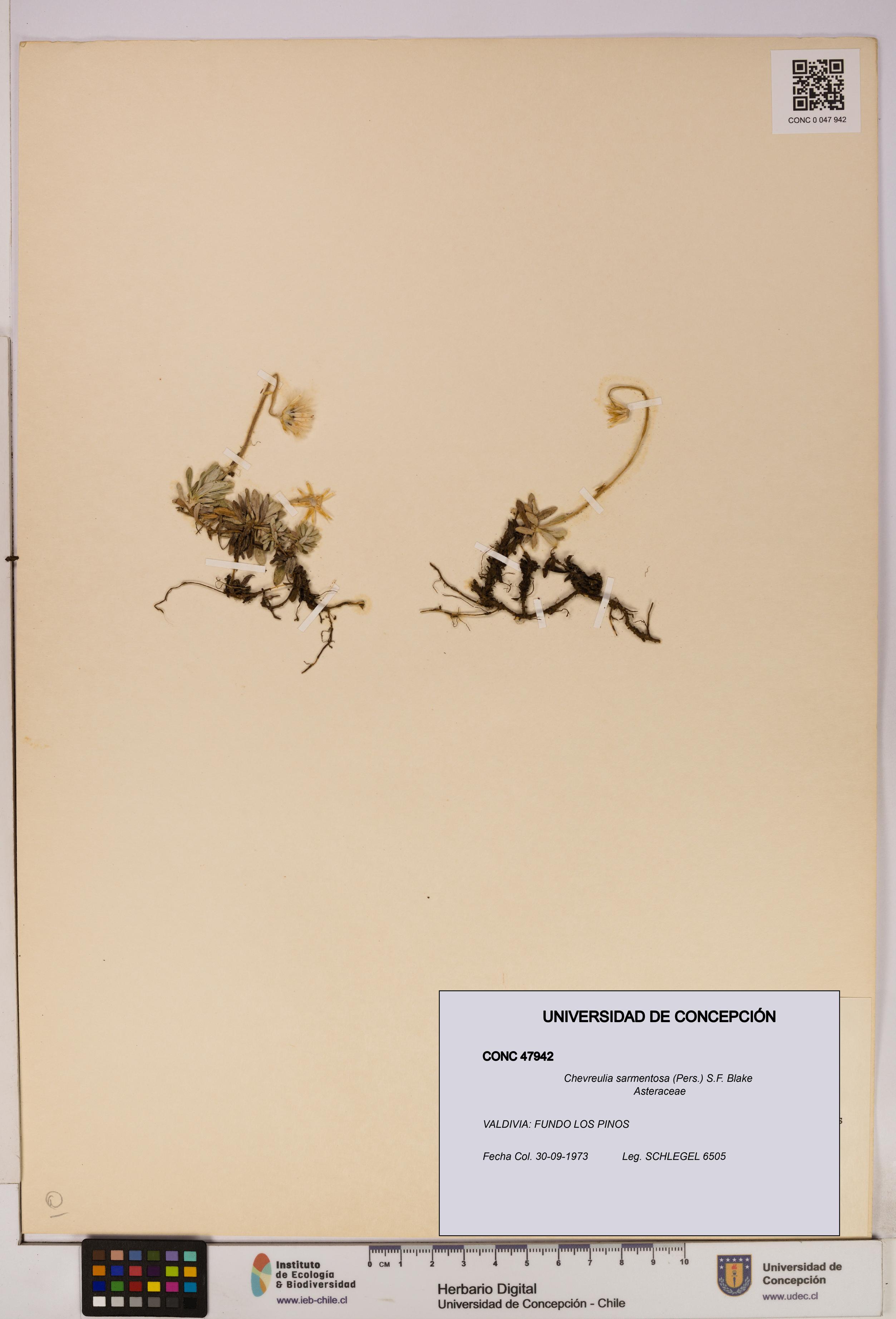 Chevreulia sarmentosa [Espécimen: UDEC:CONC:0047942]