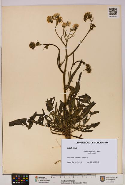 Crepis capillaris [Espécimen: UDEC:CONC:0047943]