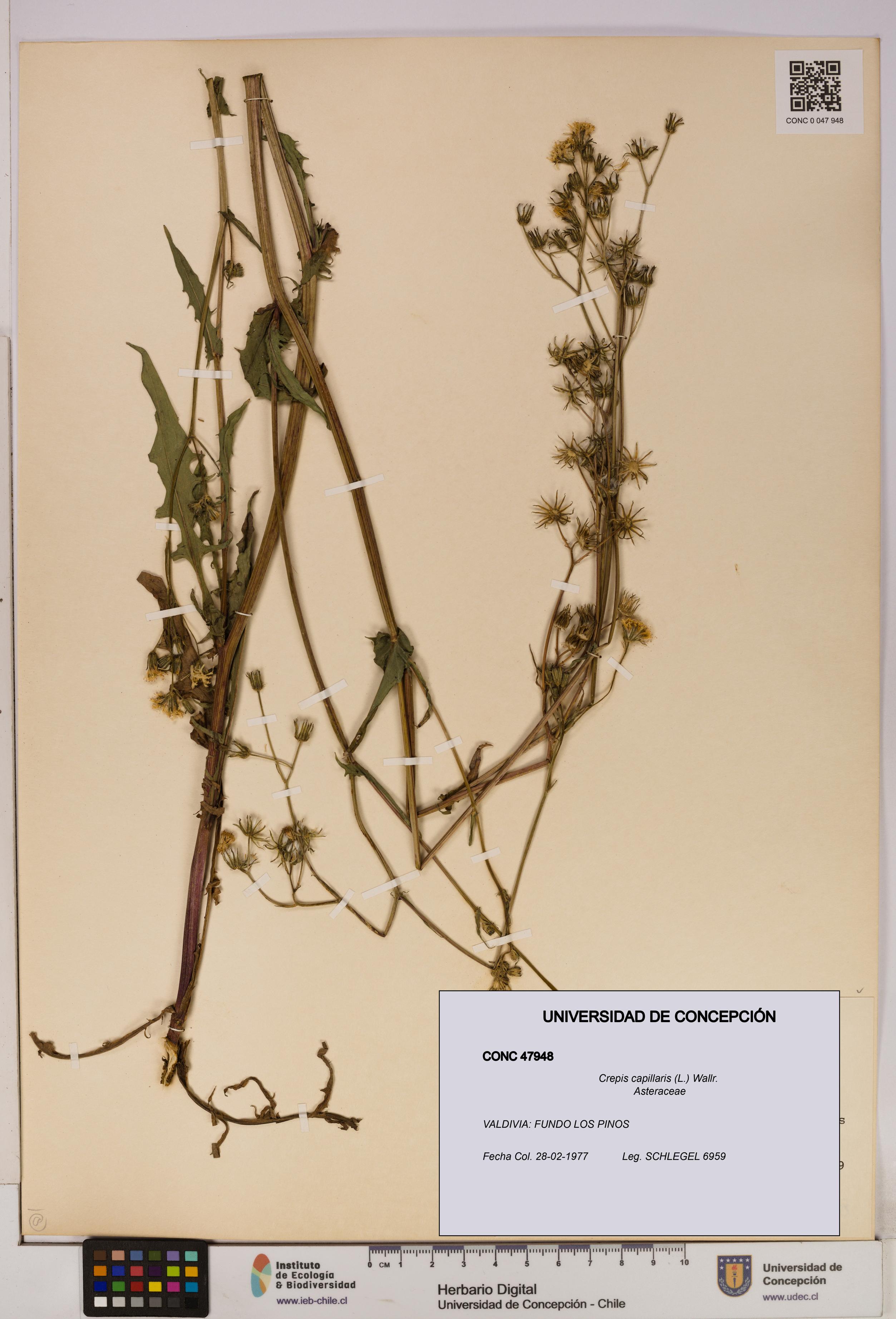Crepis capillaris [Espécimen: UDEC:CONC:0047948]