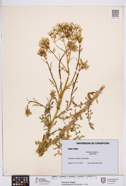 Senecio sylvaticus [Espécimen: ]