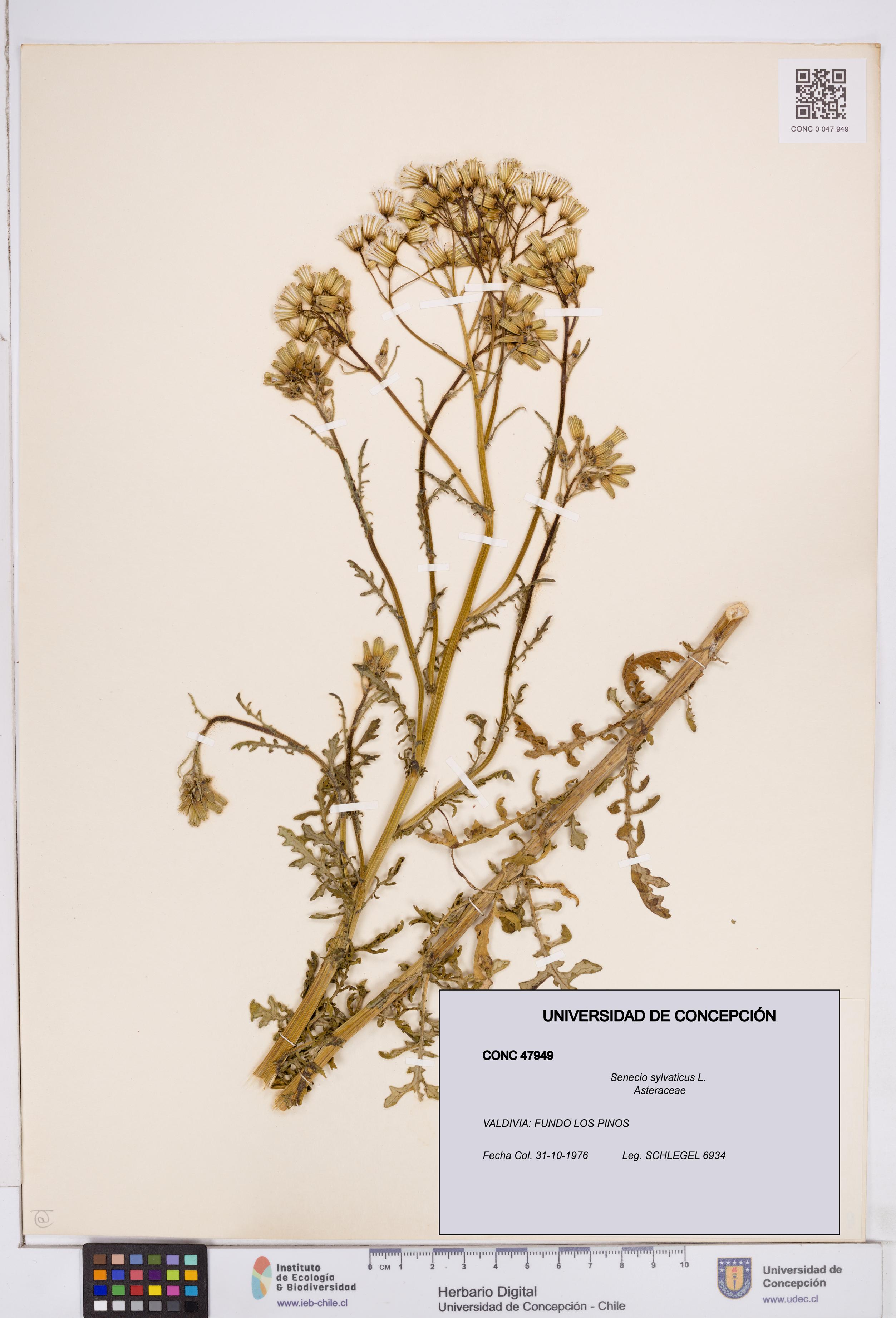 Senecio sylvaticus [Espécimen: ]