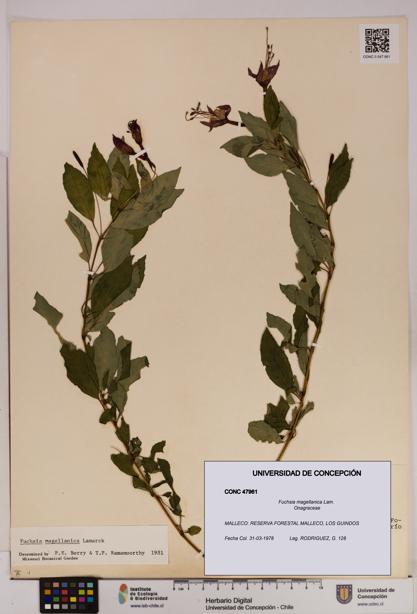 Fuchsia magellanica [Espécimen: UDEC:CONC:0047961]
