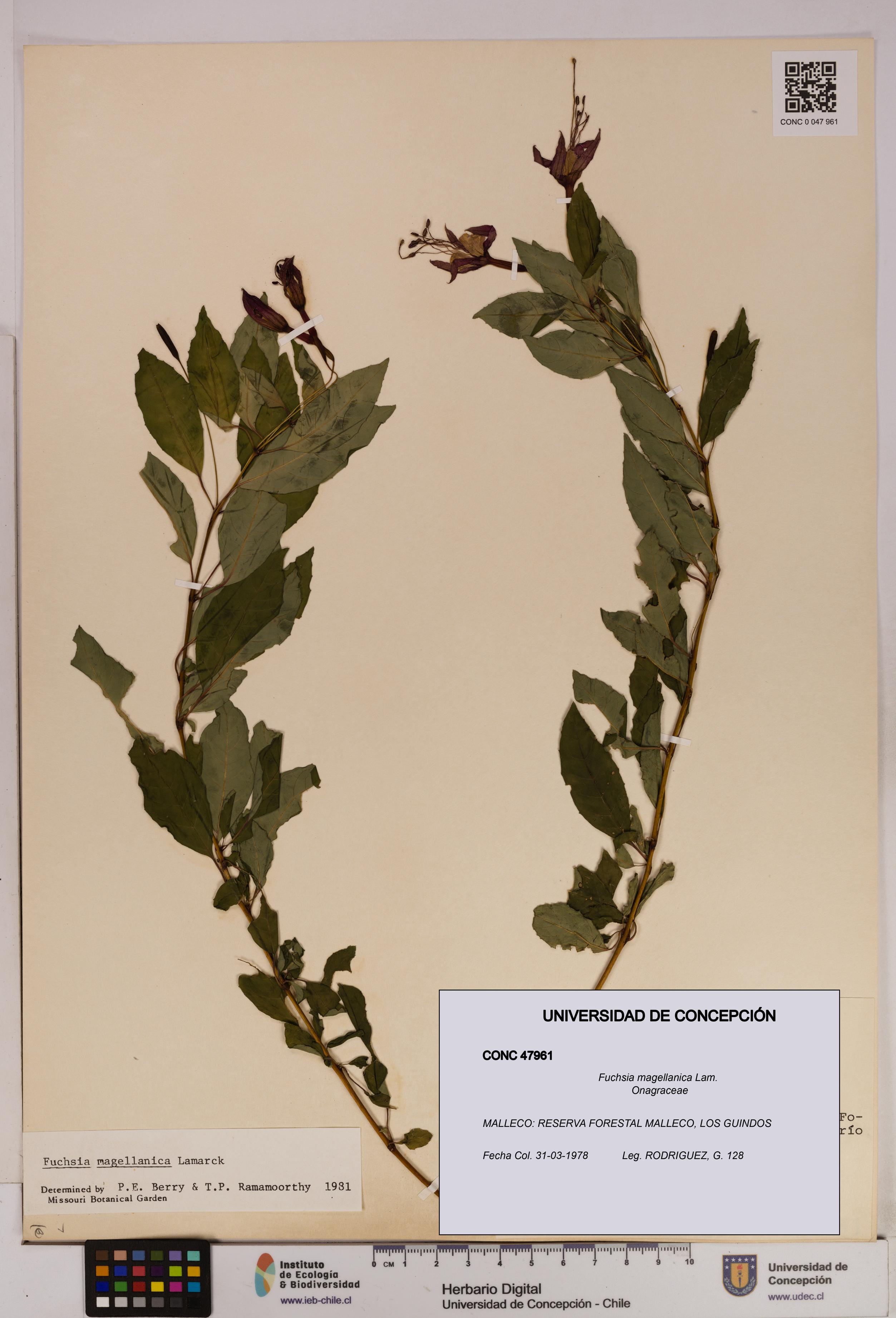 Fuchsia magellanica [Espécimen: UDEC:CONC:0047961]