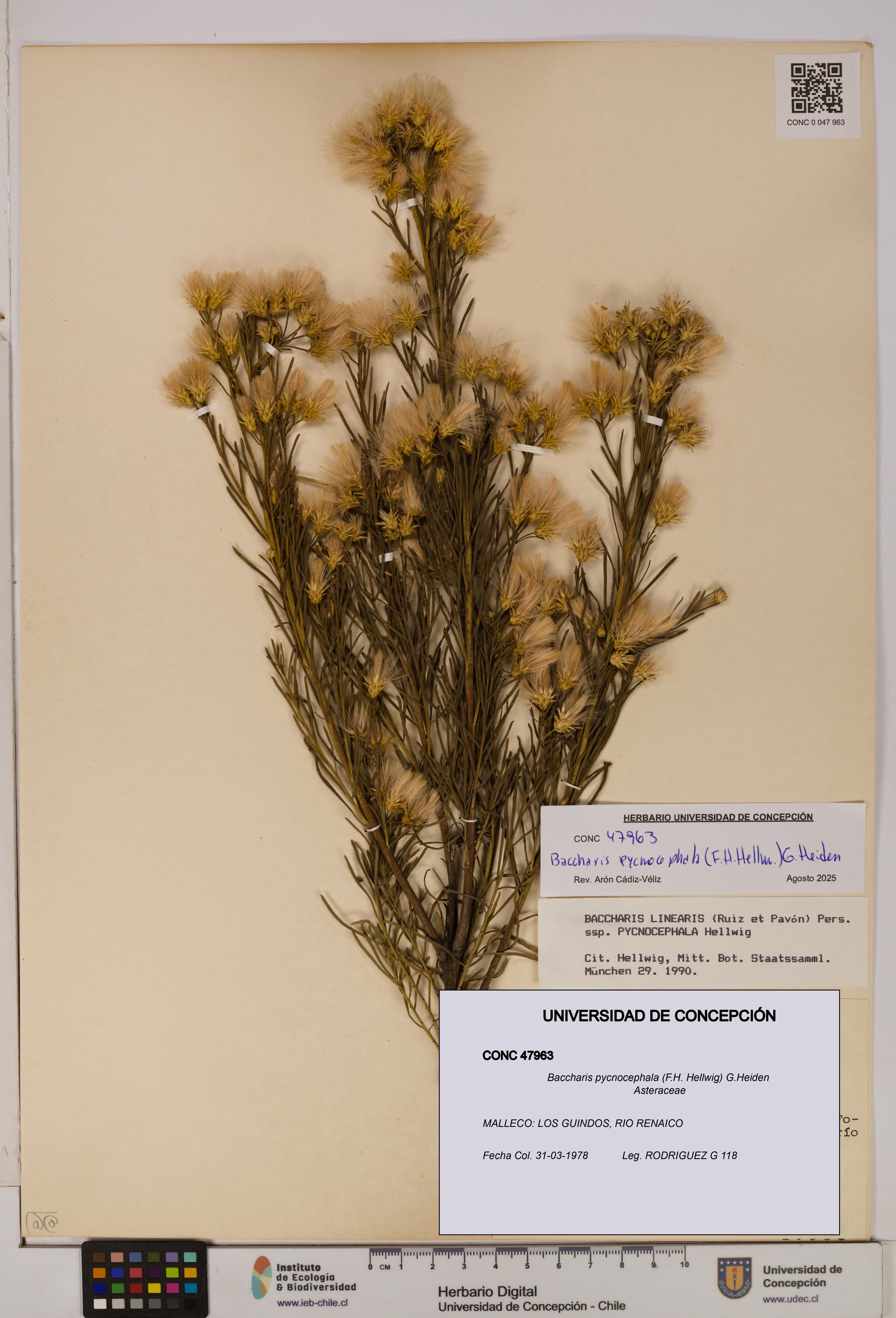 Baccharis pycnocephala [Espécimen: UDEC:CONC:0047963]