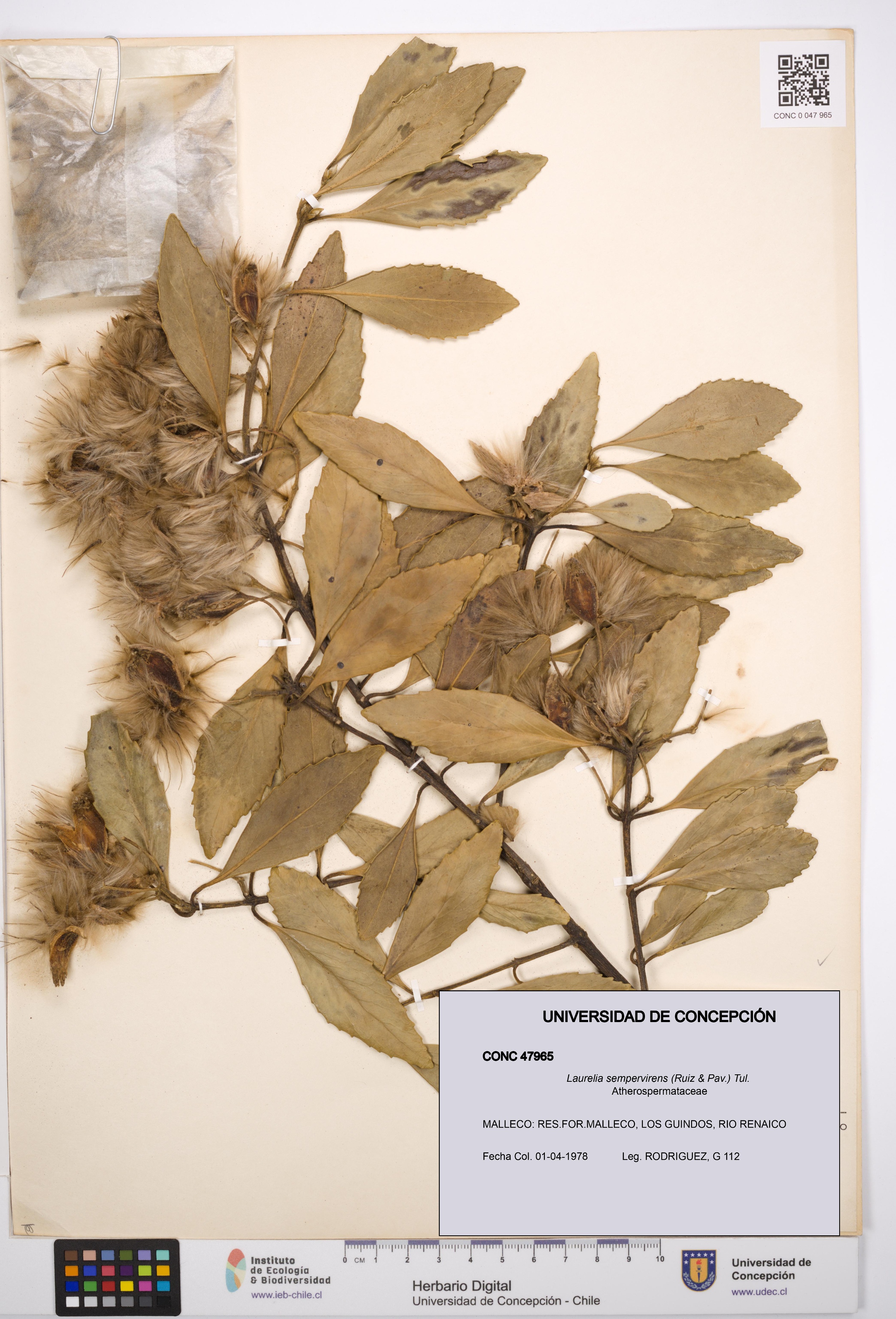 Laurelia sempervirens [Espécimen: UDEC:CONC:0047965]