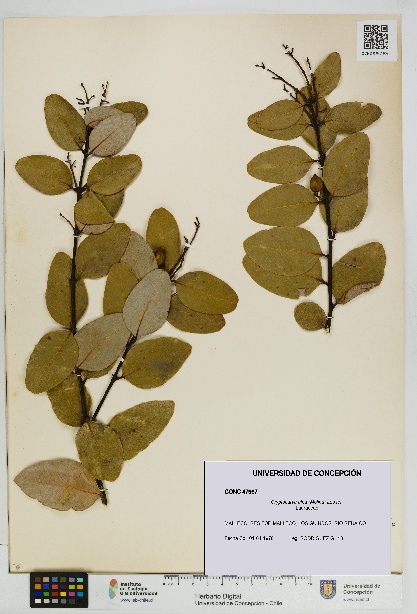 Cryptocarya alba [Espécimen: UDEC:CONC:0047967]