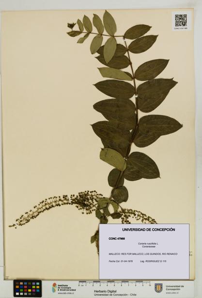 Coriaria ruscifolia [Espécimen: ]