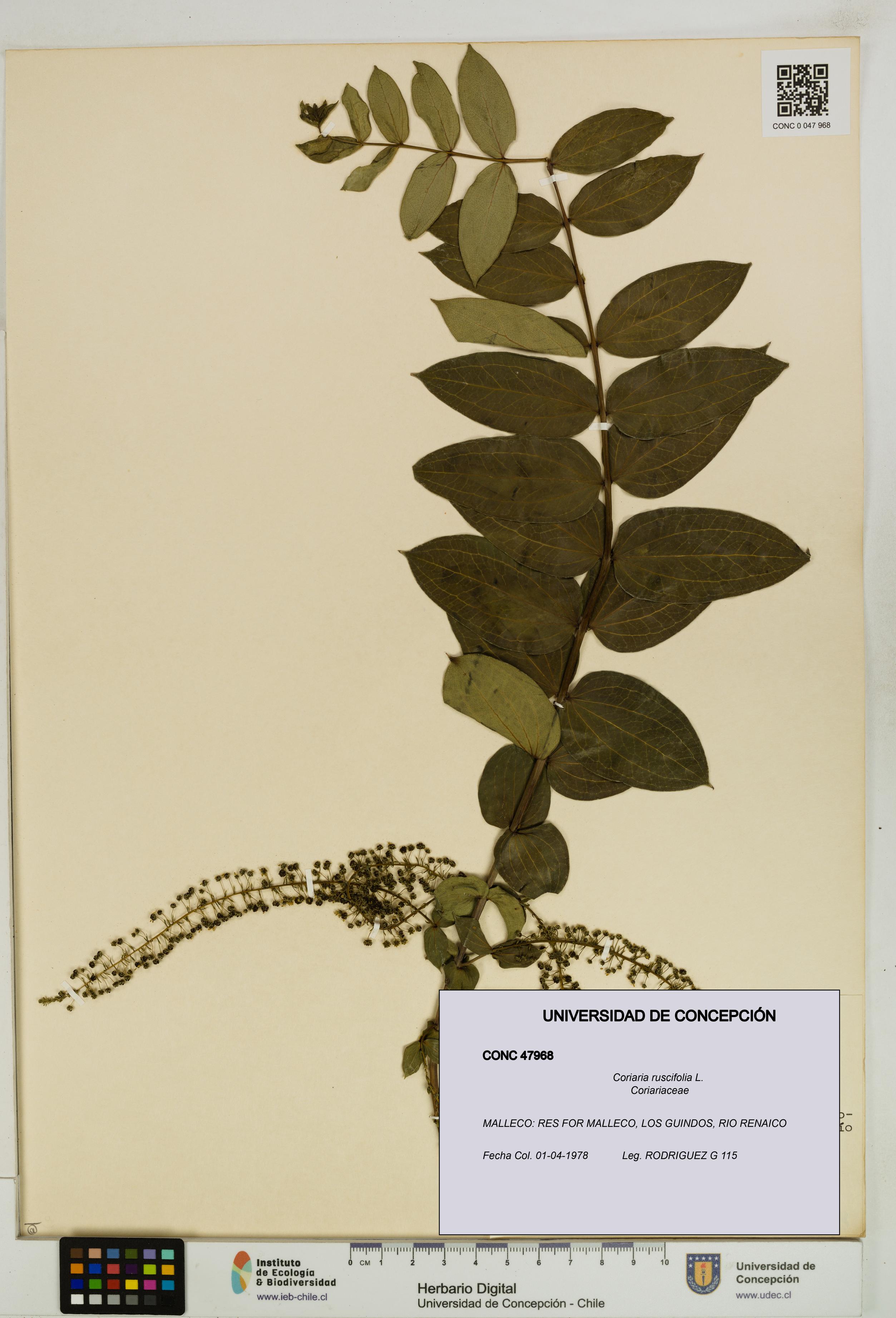 Coriaria ruscifolia [Espécimen: ]