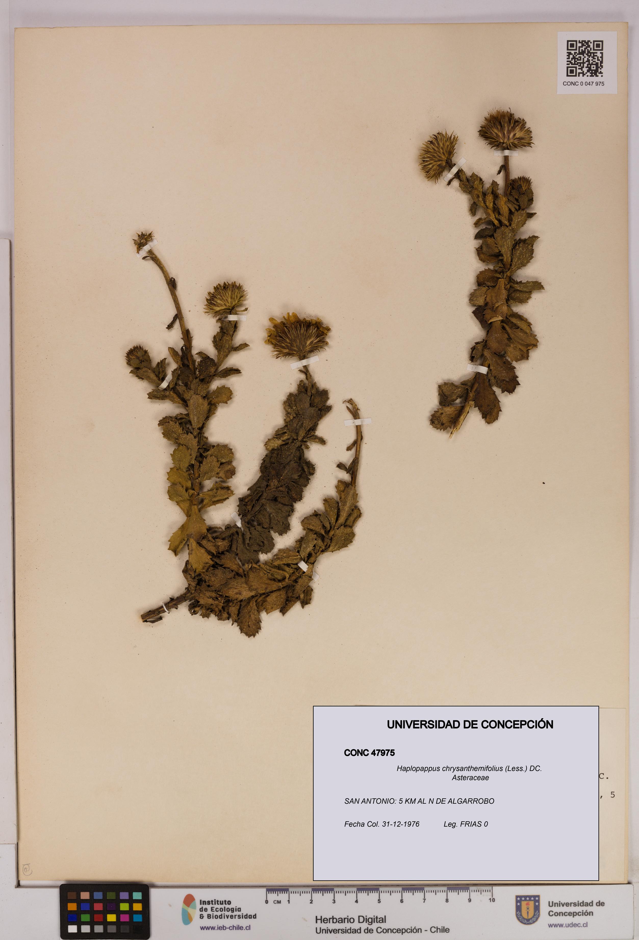 Haplopappus chrysanthemifolius [Espécimen: UDEC:CONC:0047975]
