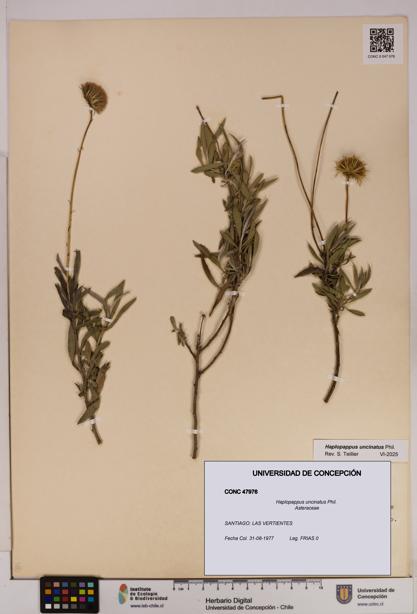 Haplopappus uncinatus [Espécimen: UDEC:CONC:0047976]
