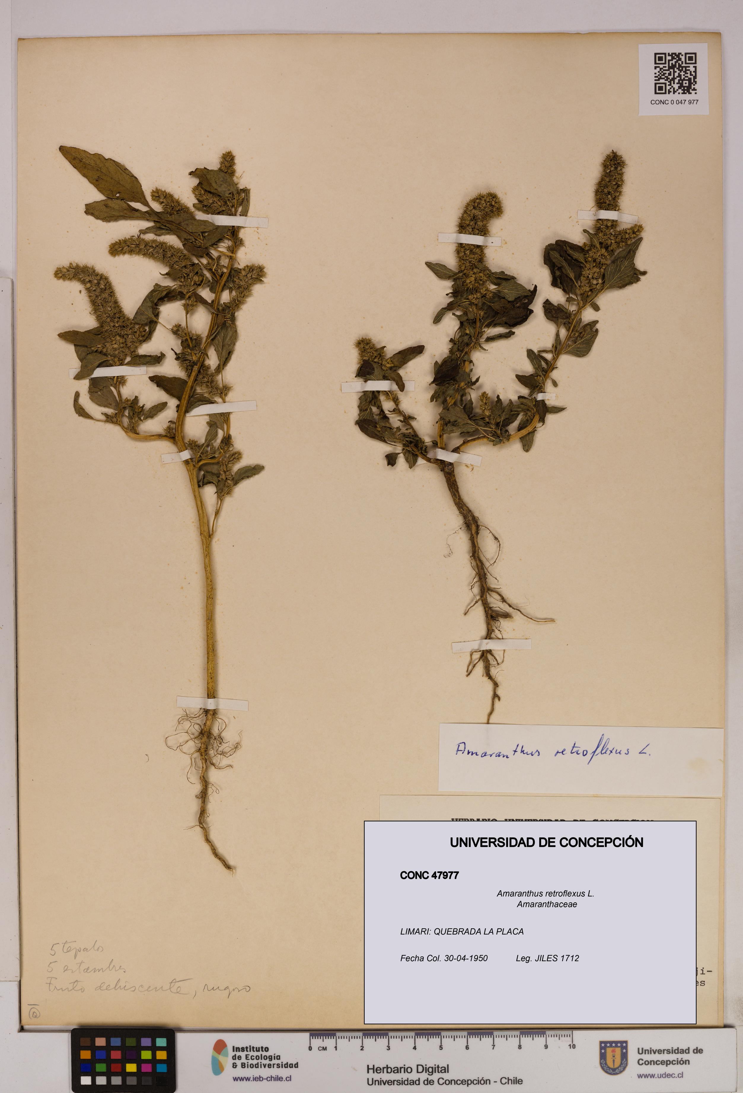 Amaranthus retroflexus [Espécimen: UDEC:CONC:0047977]