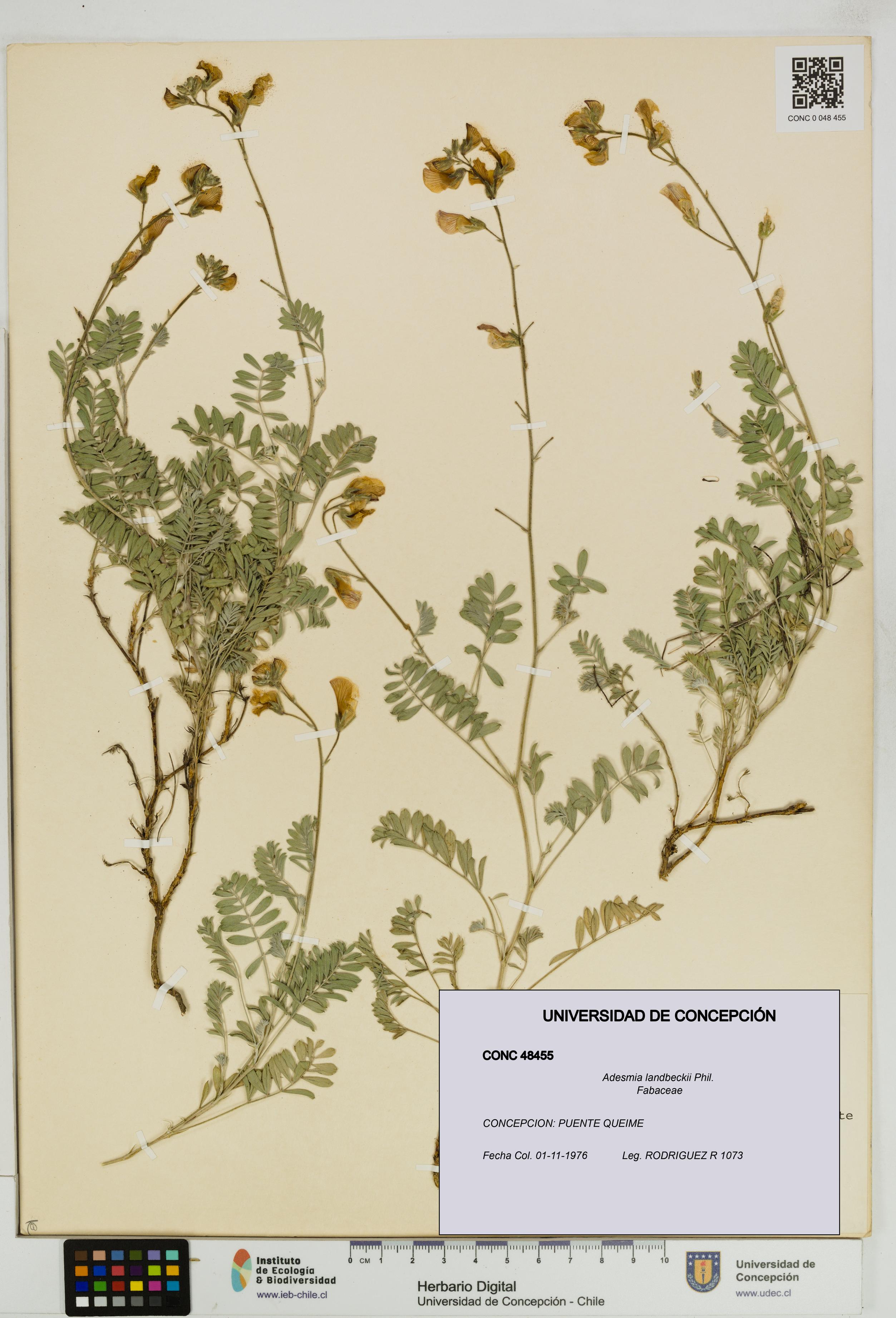 Adesmia landbeckii [Espécimen: UDEC:CONC:0048455]