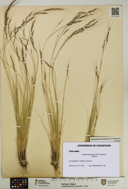 Nassella laevissima [Espécimen: UDEC:CONC:0048463]