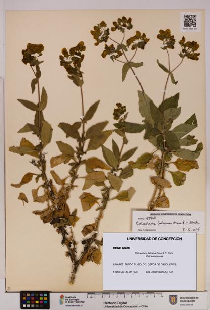 Calceolaria talcana [Espécimen: UDEC:CONC:0048468]