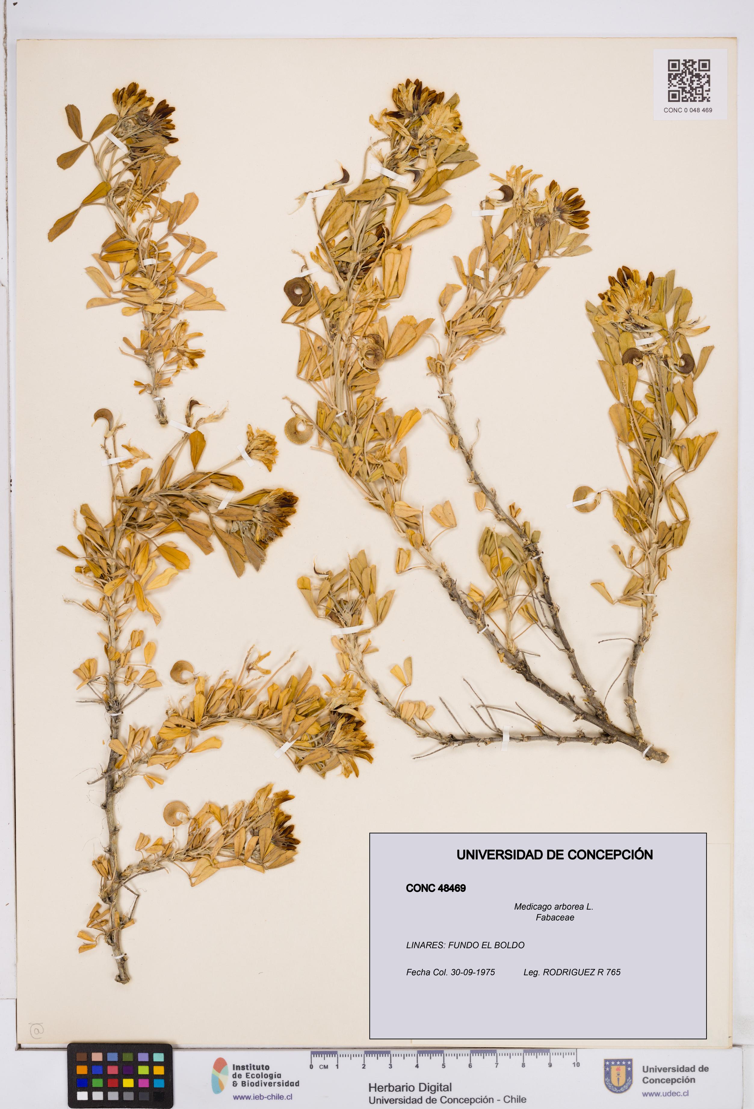 Medicago arborea [Espécimen: ]