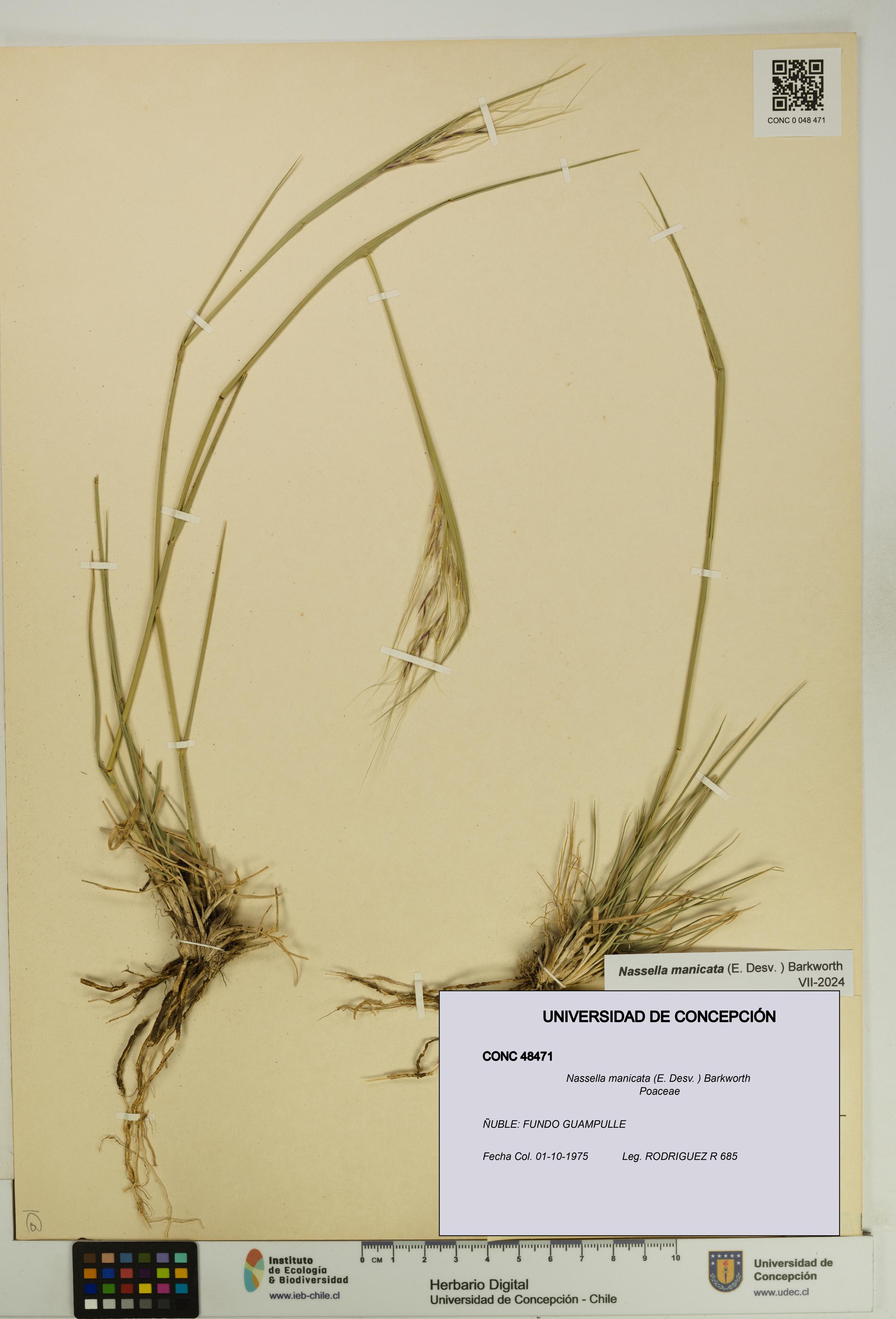 Nassella manicata [Espécimen: UDEC:CONC:0048471]