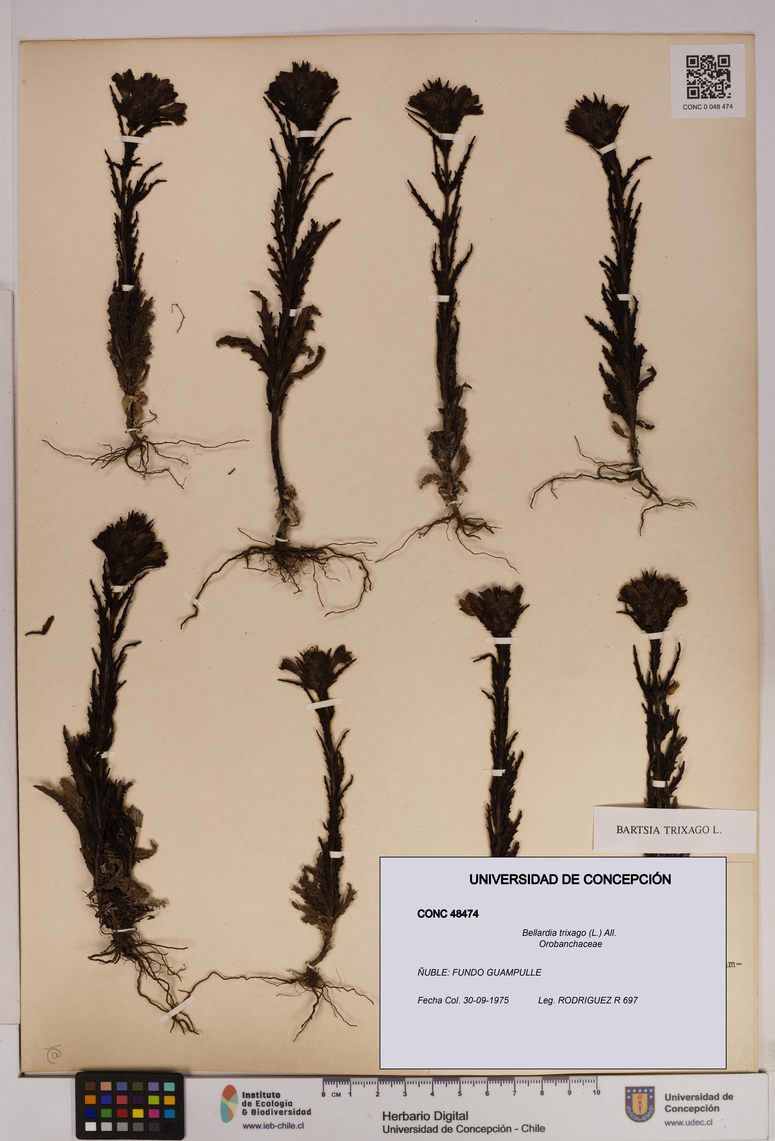 Bellardia trixago [Espécimen: UDEC:CONC:0048474]