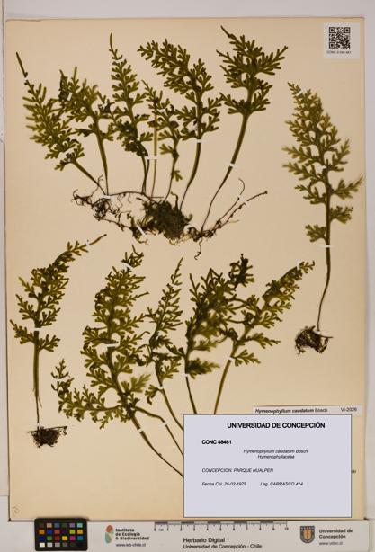 Hymenophyllum caudatum [Espécimen: UDEC:CONC:0048481]