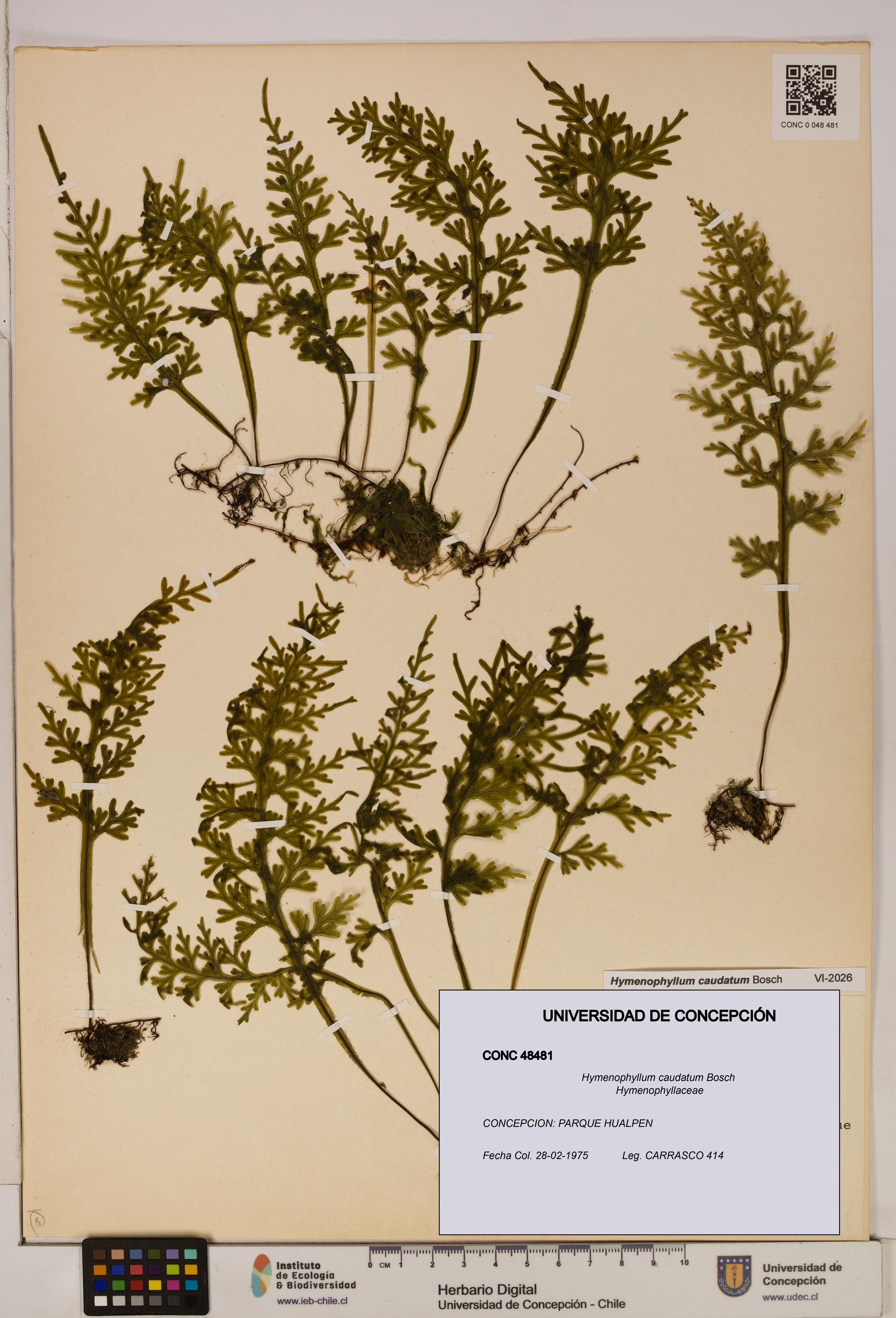 Hymenophyllum caudatum [Espécimen: UDEC:CONC:0048481]