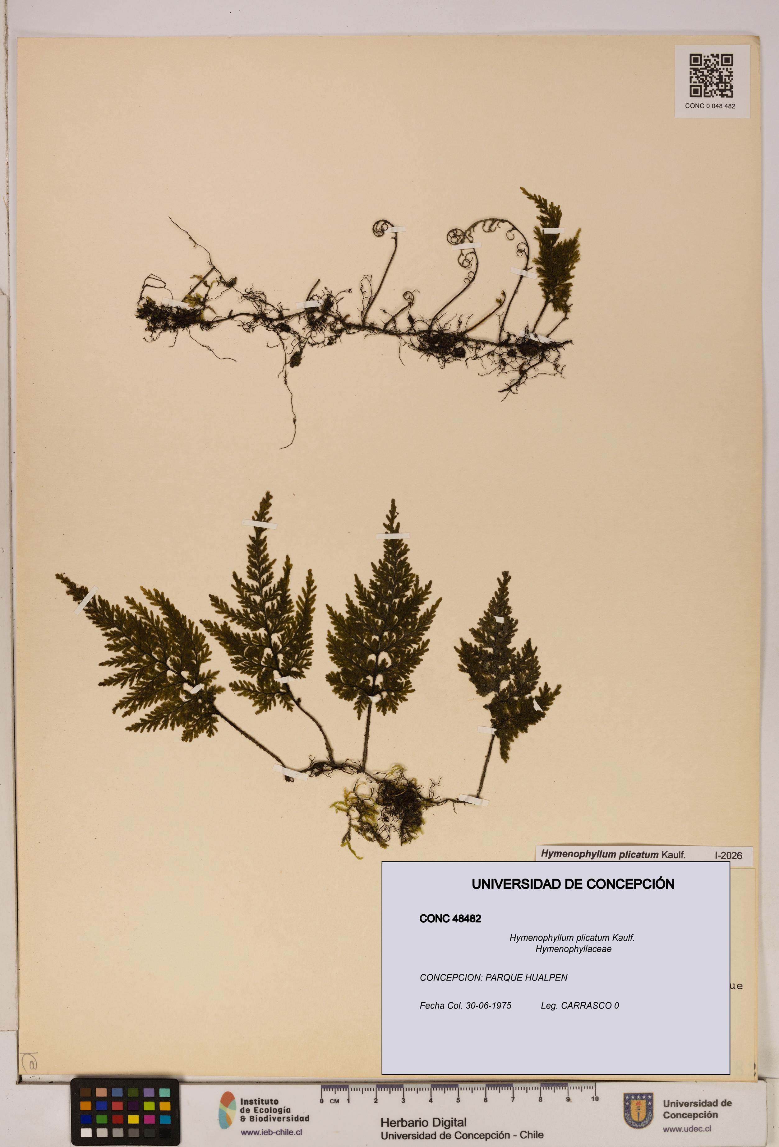 Hymenophyllum plicatum [Espécimen: ]