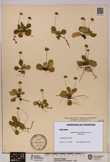 Lagenophora hirsuta [Espécimen: ]