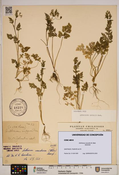 Anthriscus caucalis [Espécimen: ]
