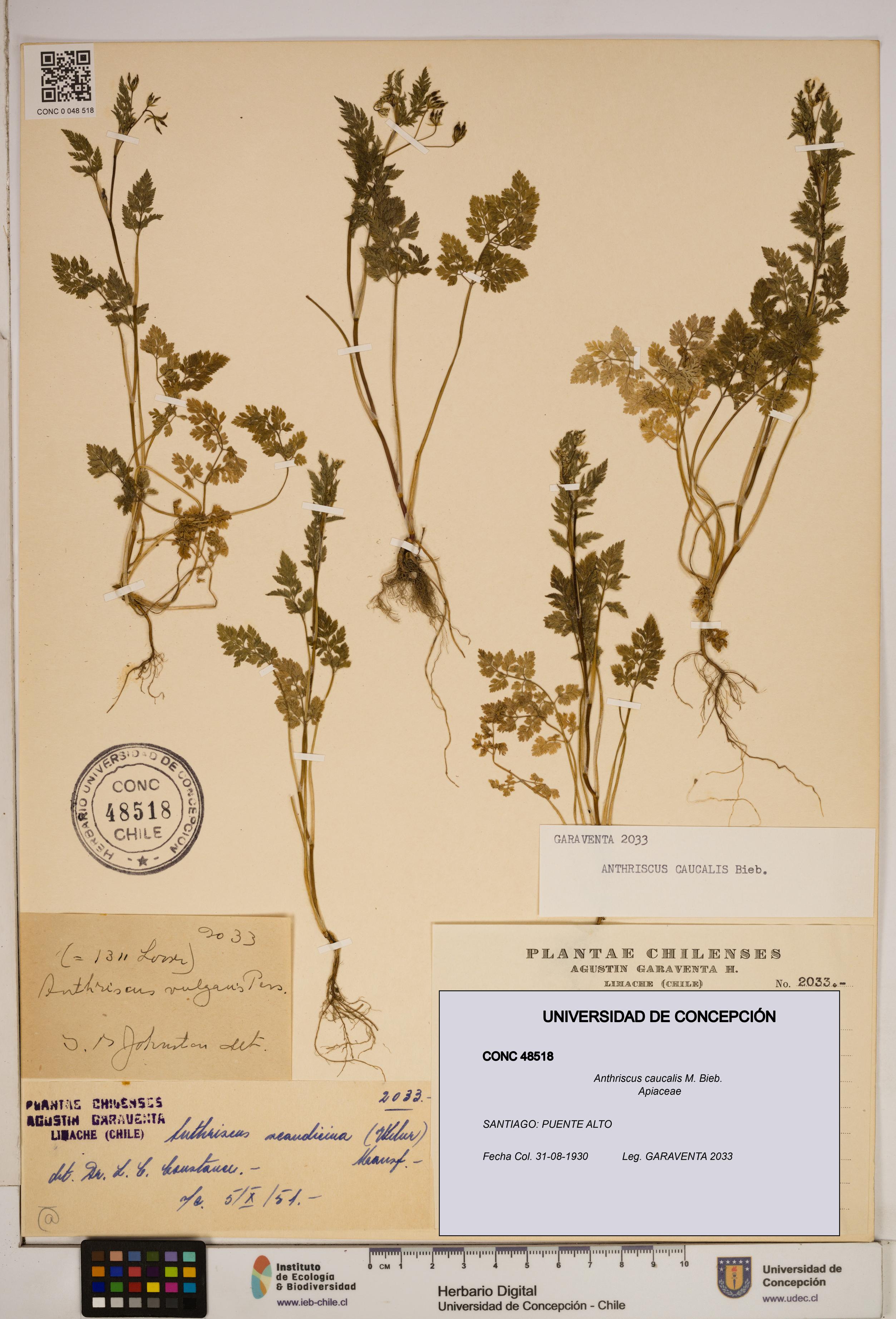 Anthriscus caucalis [Espécimen: ]