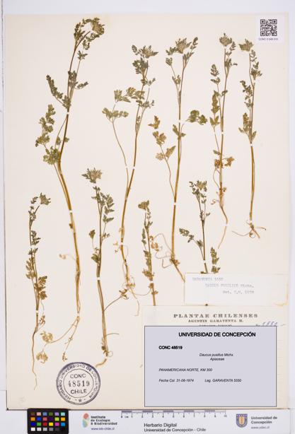 Daucus pusillus [Espécimen: ]