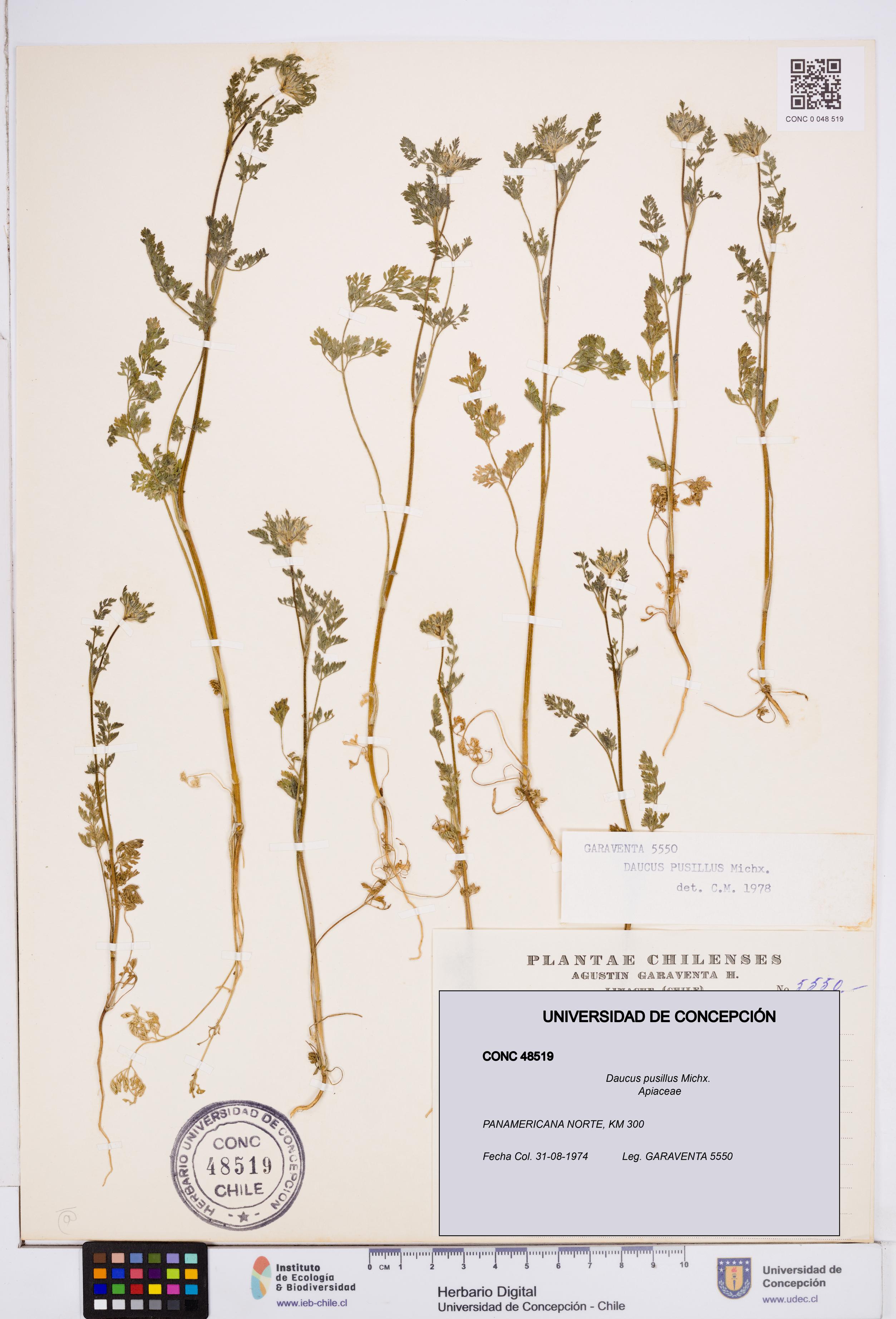 Daucus pusillus [Espécimen: ]