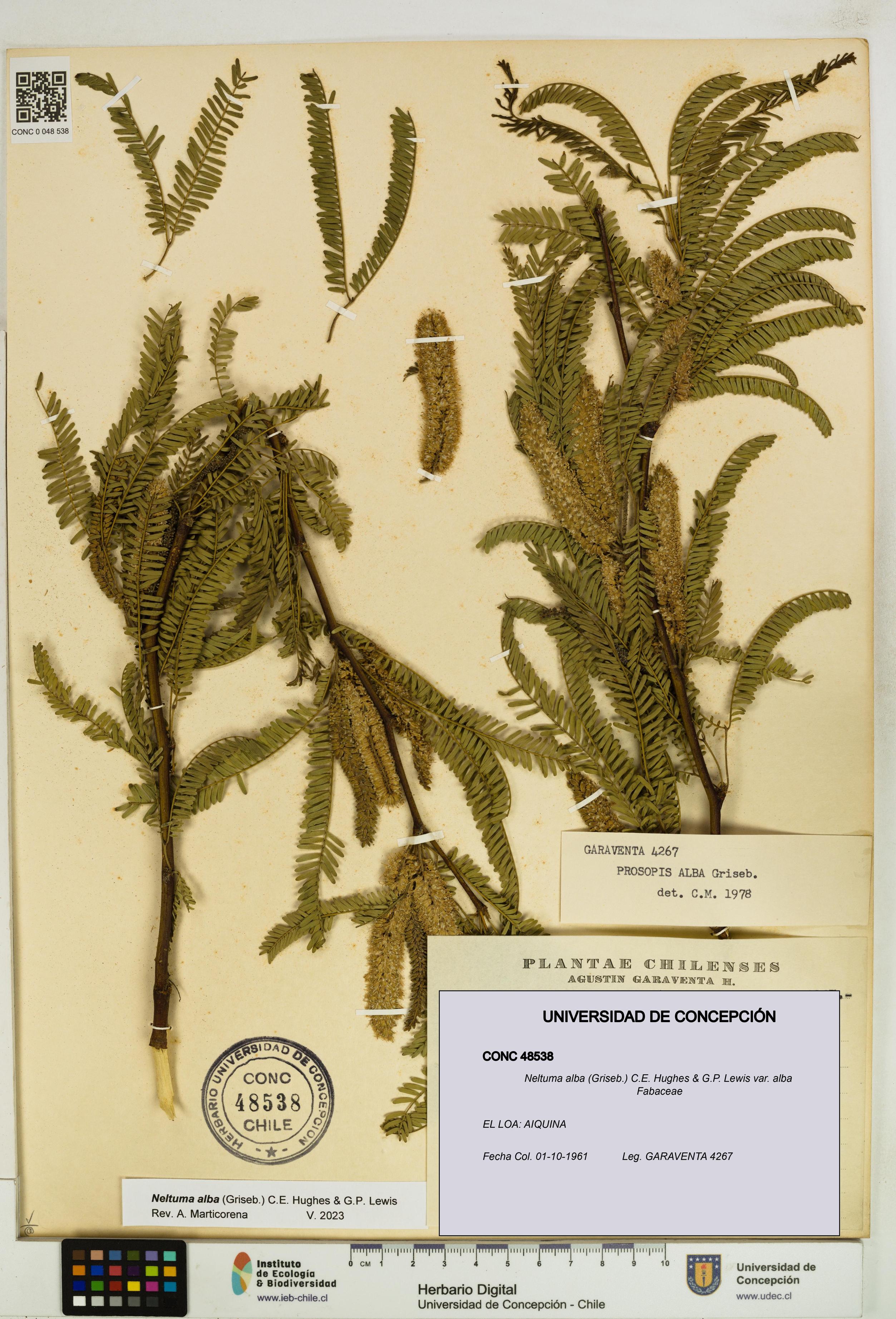 Neltuma alba var. alba [Espécimen: UDEC:CONC:0048538]