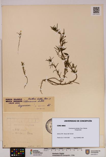 Camissonia dentata [Espécimen: UDEC:CONC:0048542]
