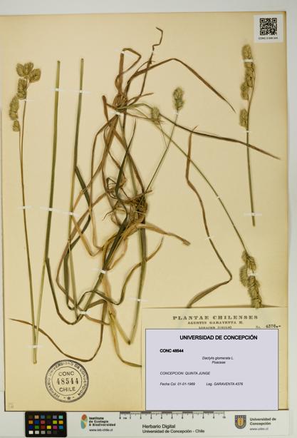 Dactylis glomerata [Espécimen: UDEC:CONC:0048544]