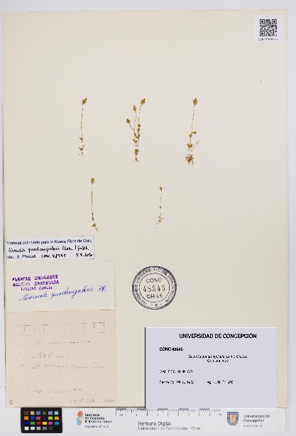 Cicendia quadrangularis [Espécimen: UDEC:CONC:0048545]